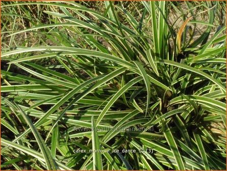 Carex morrowii &#039;Ice Dance&#039; | Zegge