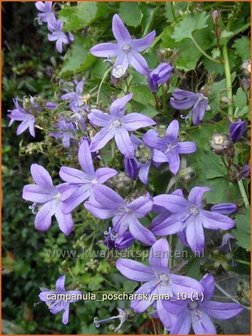 Campanula poscharskyana | Klokjesbloem