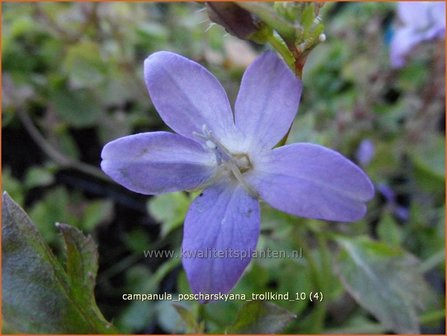 Campanula poscharskyana &#039;Trollkind&#039; | Klokjesbloem