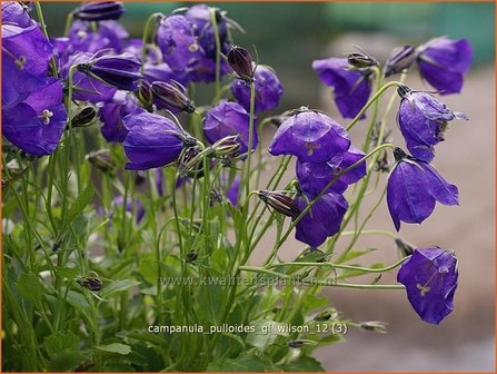 Campanula pulloides &#039;G.F. Wilson&#039; | Klokjesbloem