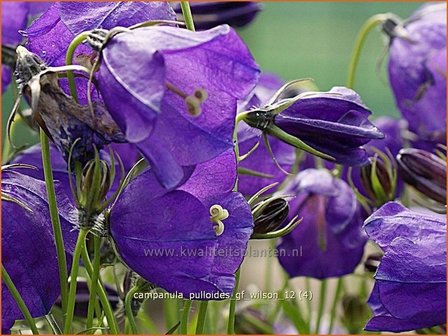 Campanula pulloides &#039;G.F. Wilson&#039; | Klokjesbloem