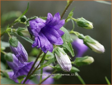 Campanula trachelium &#039;Bernice&#039; | Ruig klokje, Klokjesbloem
