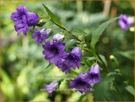 Campanula trachelium &#039;Bernice&#039; | Ruig klokje, Klokjesbloem