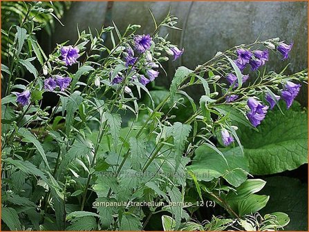 Campanula trachelium &#039;Bernice&#039; | Ruig klokje, Klokjesbloem
