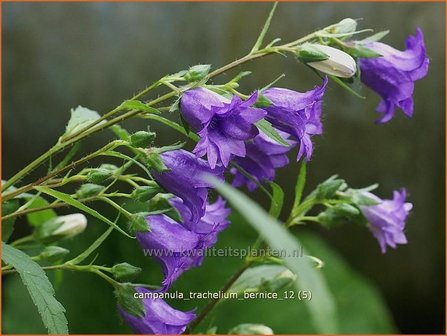 Campanula trachelium &#039;Bernice&#039; | Ruig klokje, Klokjesbloem