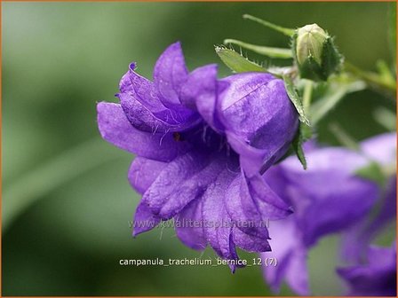 Campanula trachelium &#039;Bernice&#039; | Ruig klokje, Klokjesbloem