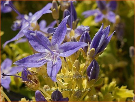 Campanula &#039;Dickson&#039;s Gold&#039; | Klokjesbloem