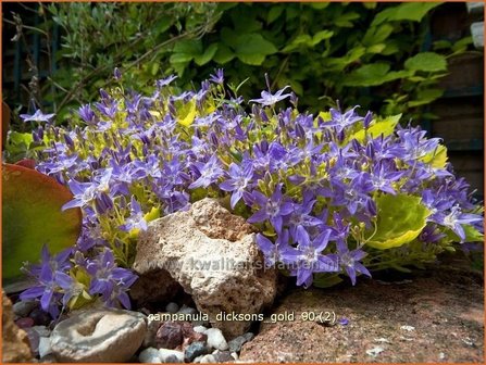 Campanula &#039;Dickson&#039;s Gold&#039; | Klokjesbloem