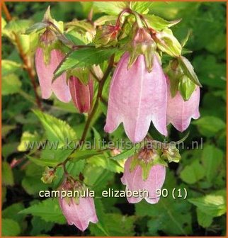 Campanula &#039;Elizabeth&#039; | Klokjesbloem