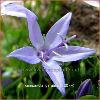 Campanula garganica | Klokjesbloem