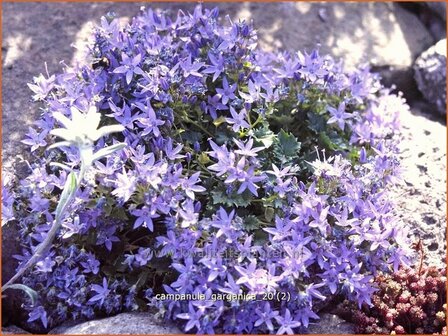 Campanula garganica | Klokjesbloem