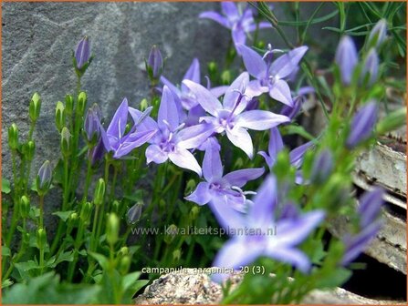 Campanula garganica | Klokjesbloem
