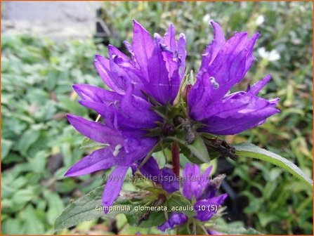 Campanula glomerata &#039;Acaulis&#039; | Kluwenklokje, Klokjesbloem | Kn&auml;uel-Glockenblume