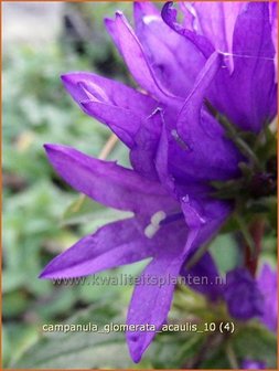 Campanula glomerata &#039;Acaulis&#039; | Kluwenklokje, Klokjesbloem | Kn&auml;uel-Glockenblume