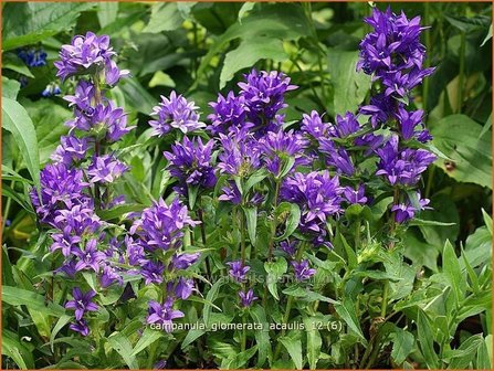 Campanula glomerata &#039;Acaulis&#039; | Kluwenklokje, Klokjesbloem | Kn&auml;uel-Glockenblume