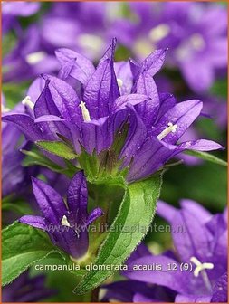 Campanula glomerata &#039;Acaulis&#039; | Kluwenklokje, Klokjesbloem | Kn&auml;uel-Glockenblume