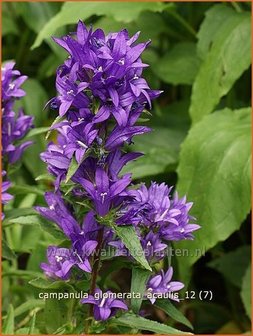 Campanula glomerata &#039;Acaulis&#039; | Kluwenklokje, Klokjesbloem | Kn&auml;uel-Glockenblume