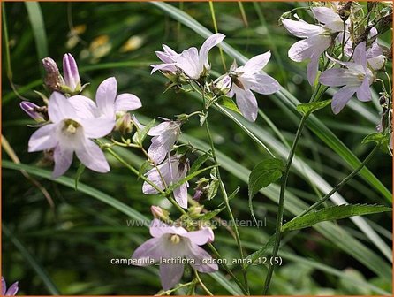 Campanula lactiflora &#039;Loddon Anna&#039; | Klokjesbloem