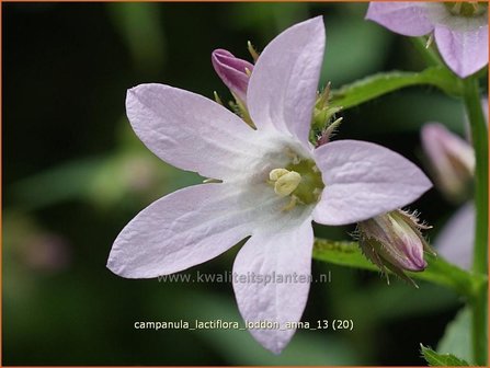 Campanula lactiflora &#039;Loddon Anna&#039; | Klokjesbloem