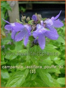 Campanula lactiflora 'Pouffe' | Klokjesbloem