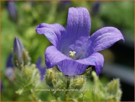 Campanula lactiflora &#039;Prichard&#039;s Variety&#039; | Klokjesbloem