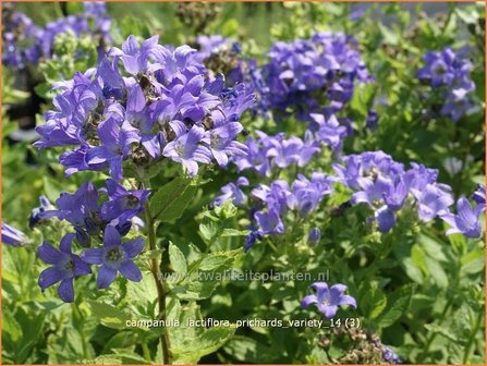 Campanula lactiflora &#039;Prichard&#039;s Variety&#039; | Klokjesbloem