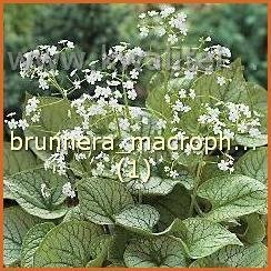 Brunnera macrophylla 'Mr. Morse' | Kaukasische vergeet-mij-nietje