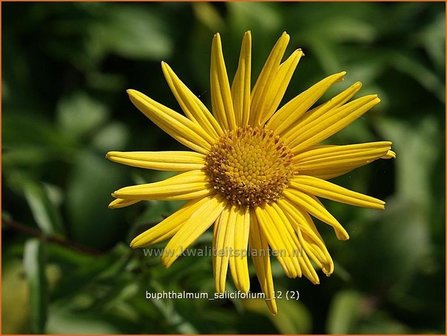 Buphthalmum salicifolium | Koeienoog