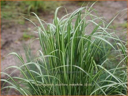 Calamagrostis acutiflora &#039;Avalanche&#039; | Struisriet