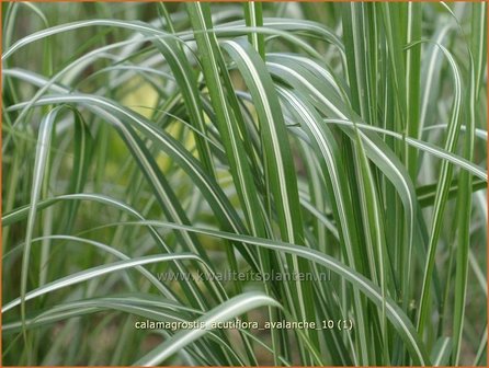 Calamagrostis acutiflora &#039;Avalanche&#039; | Struisriet