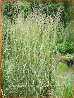 Calamagrostis acutiflora &#039;Avalanche&#039; | Struisriet