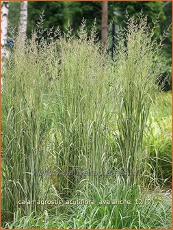 Calamagrostis acutiflora &#039;Avalanche&#039; | Struisriet