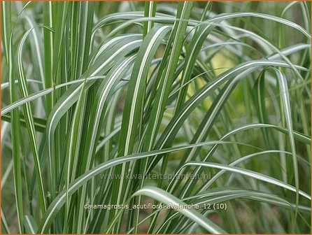 Calamagrostis acutiflora &#039;Avalanche&#039; | Struisriet