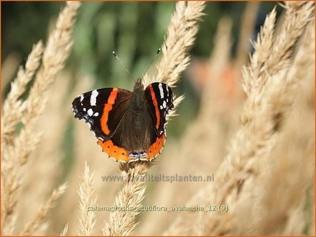 Calamagrostis acutiflora &#039;Avalanche&#039; | Struisriet