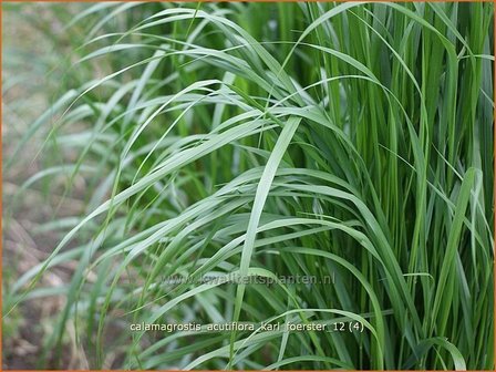 Calamagrostis acutiflora &#039;Karl Foerster&#039; | Struisriet