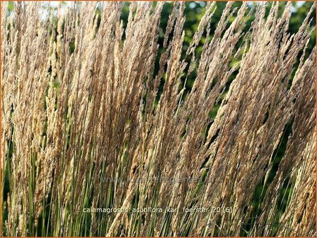 Calamagrostis acutiflora &#039;Karl Foerster&#039; | Struisriet