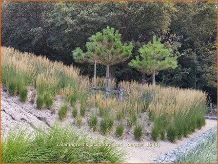 Calamagrostis acutiflora &#039;Karl Foerster&#039; | Struisriet