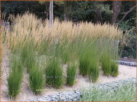 Calamagrostis acutiflora &#039;Karl Foerster&#039; | Struisriet