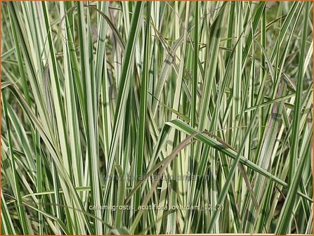 Calamagrostis acutiflora &#039;Overdam&#039; | Struisriet