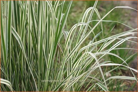 Calamagrostis acutiflora &#039;Overdam&#039; | Struisriet