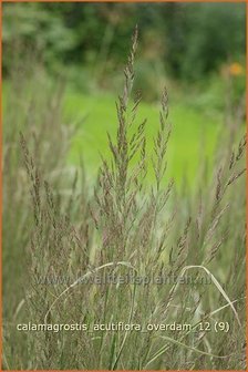 Calamagrostis acutiflora &#039;Overdam&#039; | Struisriet