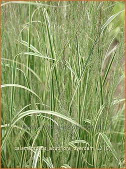 Calamagrostis acutiflora &#039;Overdam&#039; | Struisriet