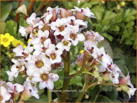 Bergenia &#039;Silberlicht&#039; | Schoenlappersplant, Olifantsoren