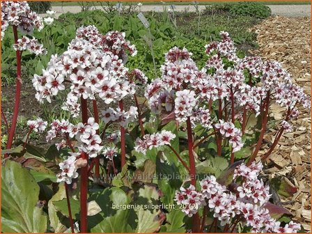 Bergenia &#039;Silberlicht&#039; | Schoenlappersplant, Olifantsoren