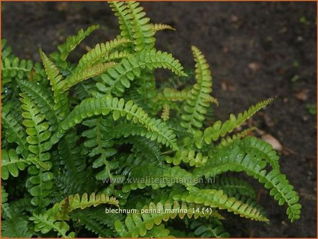 Blechnum penna-marina | Dubbelloof | Feuerlandfarn