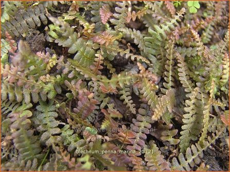 Blechnum penna-marina | Dubbelloof | Feuerlandfarn