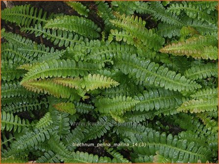 Blechnum penna-marina | Dubbelloof | Feuerlandfarn