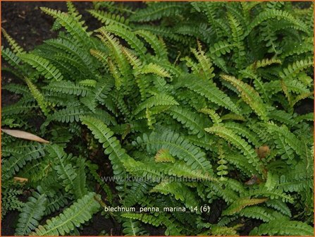 Blechnum penna-marina | Dubbelloof | Feuerlandfarn