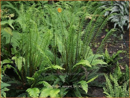 Blechnum spicant | Dubbelloofvaren