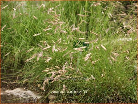 Bouteloua gracilis | Muskietengras